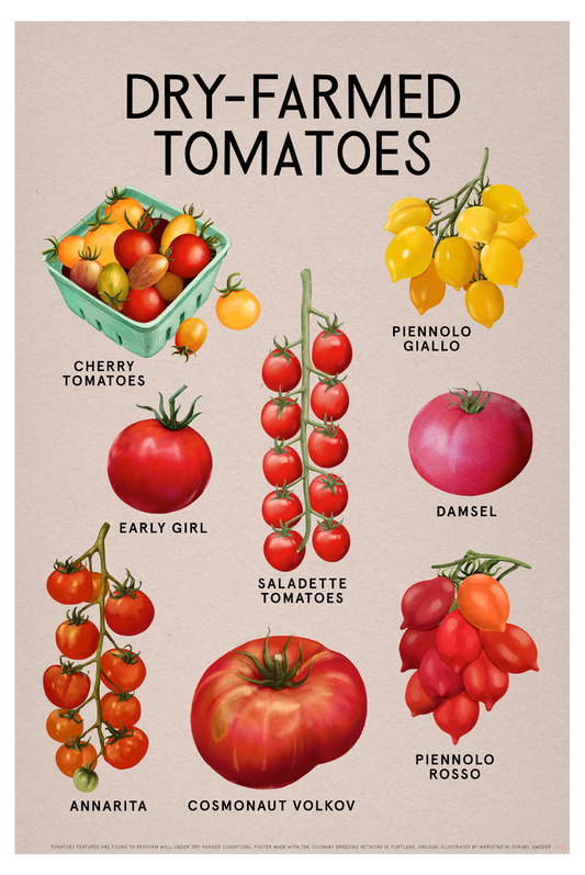 DRY-FARMED TOMATOES Fine Art Print