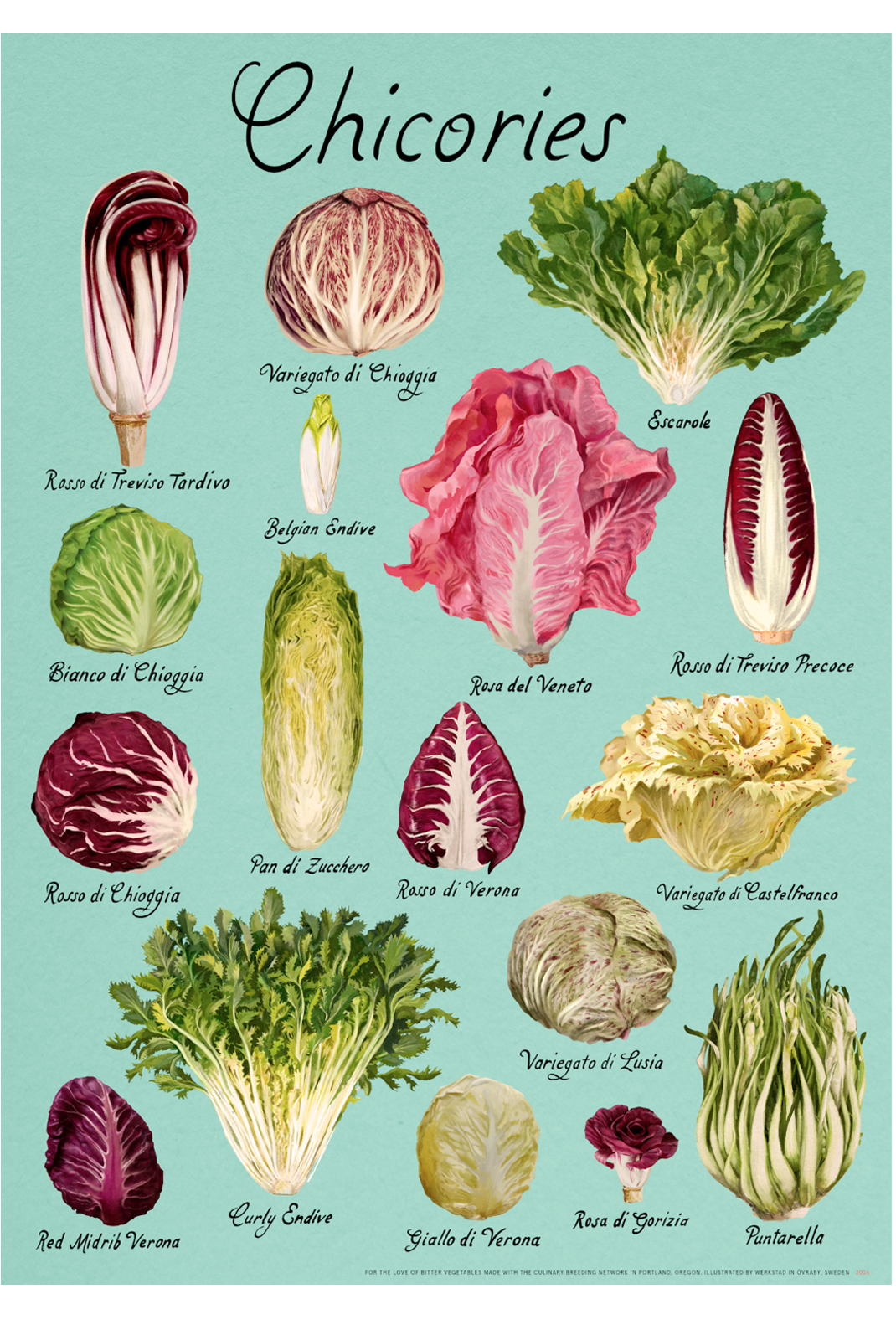 CHICORIES 20"X28" Fine Art Print