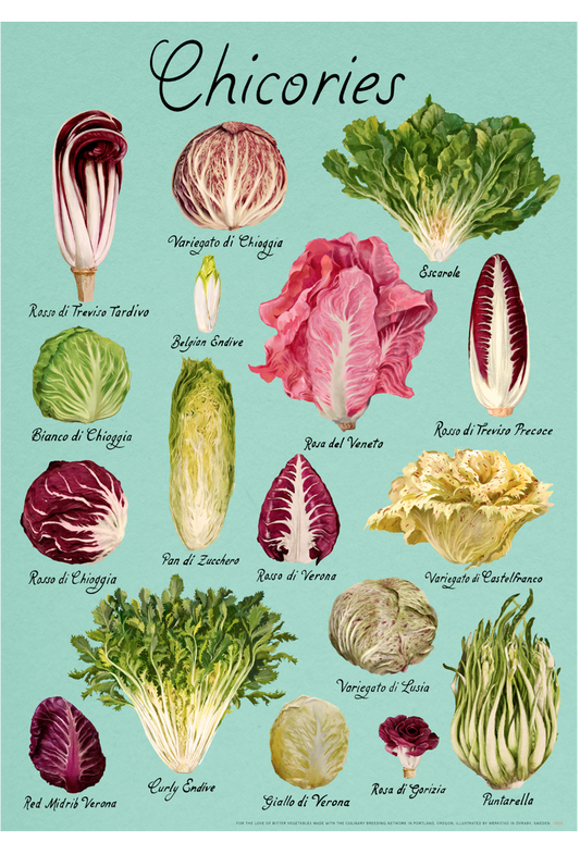 CHICORIES 20"X28" Fine Art Print