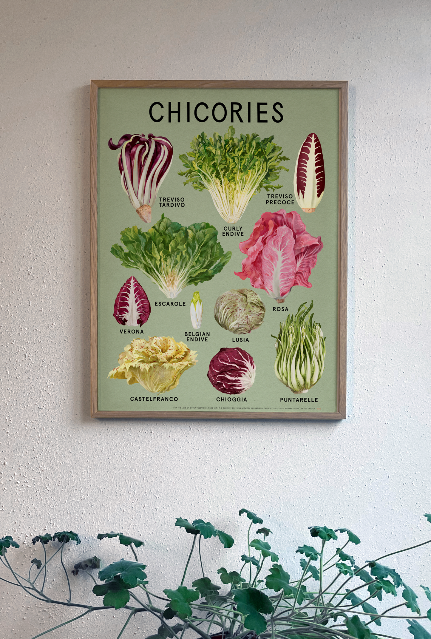 Chicories poster 18"x24" Fine Art Print