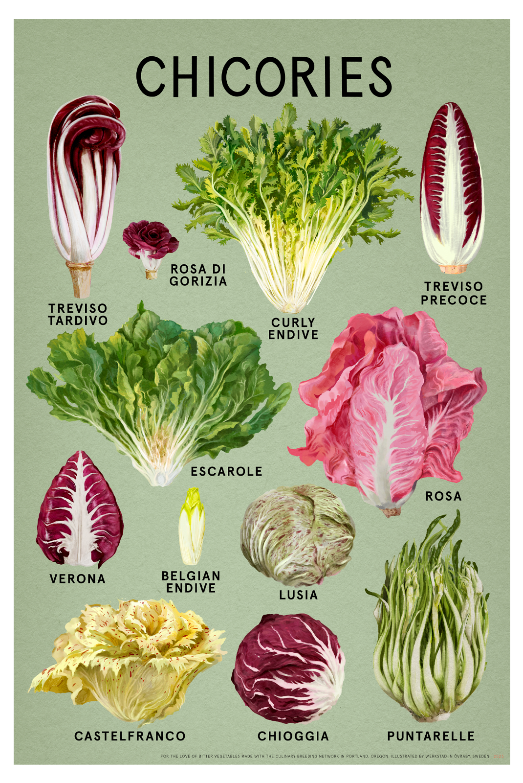 Chicories poster 16"x24"  Fine Art Print