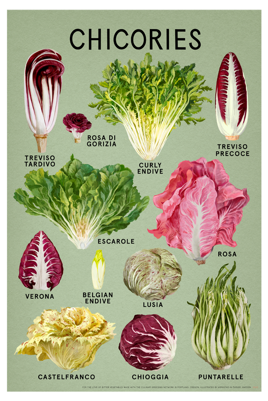 Chicories poster 16"x24"  Fine Art Print