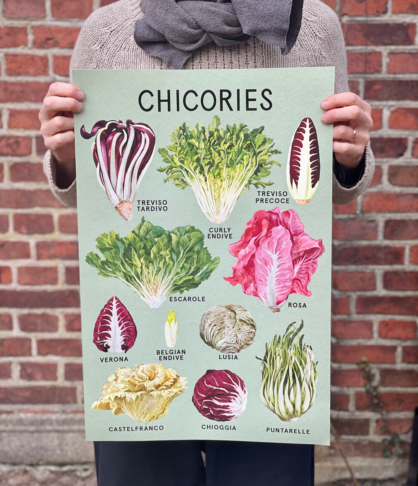 CHICORIES Fine Art Print