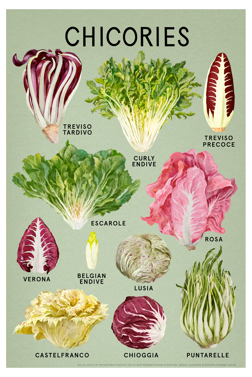 CHICORIES Fine Art Print