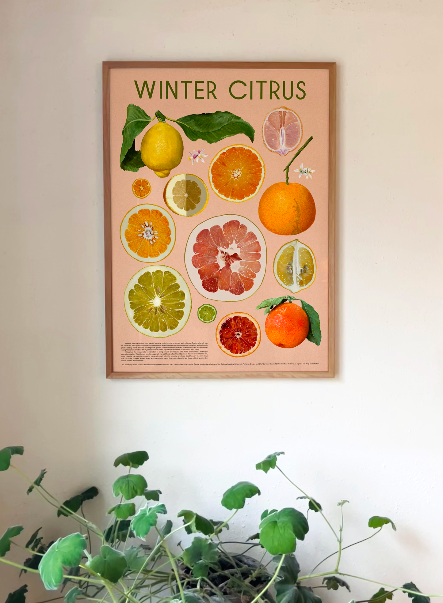 WINTER CITRUS Fine Art Print (*large format)