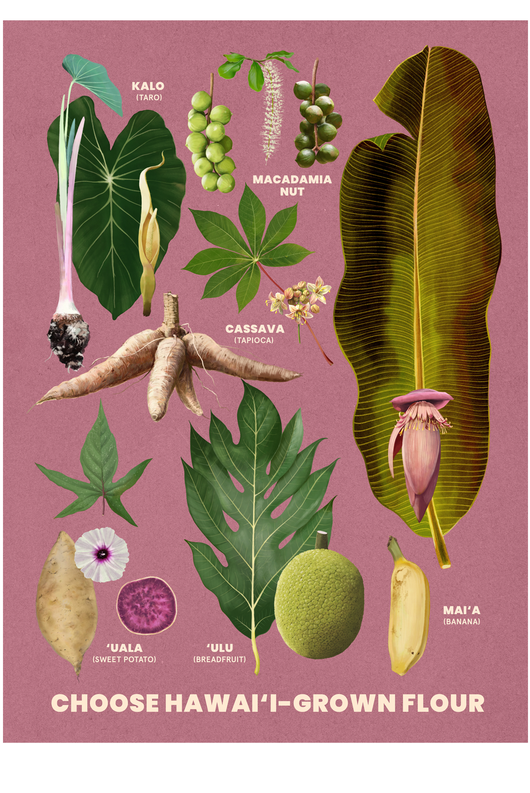 HAWAII GROWN FLOUR 20X28 Fine Art Print