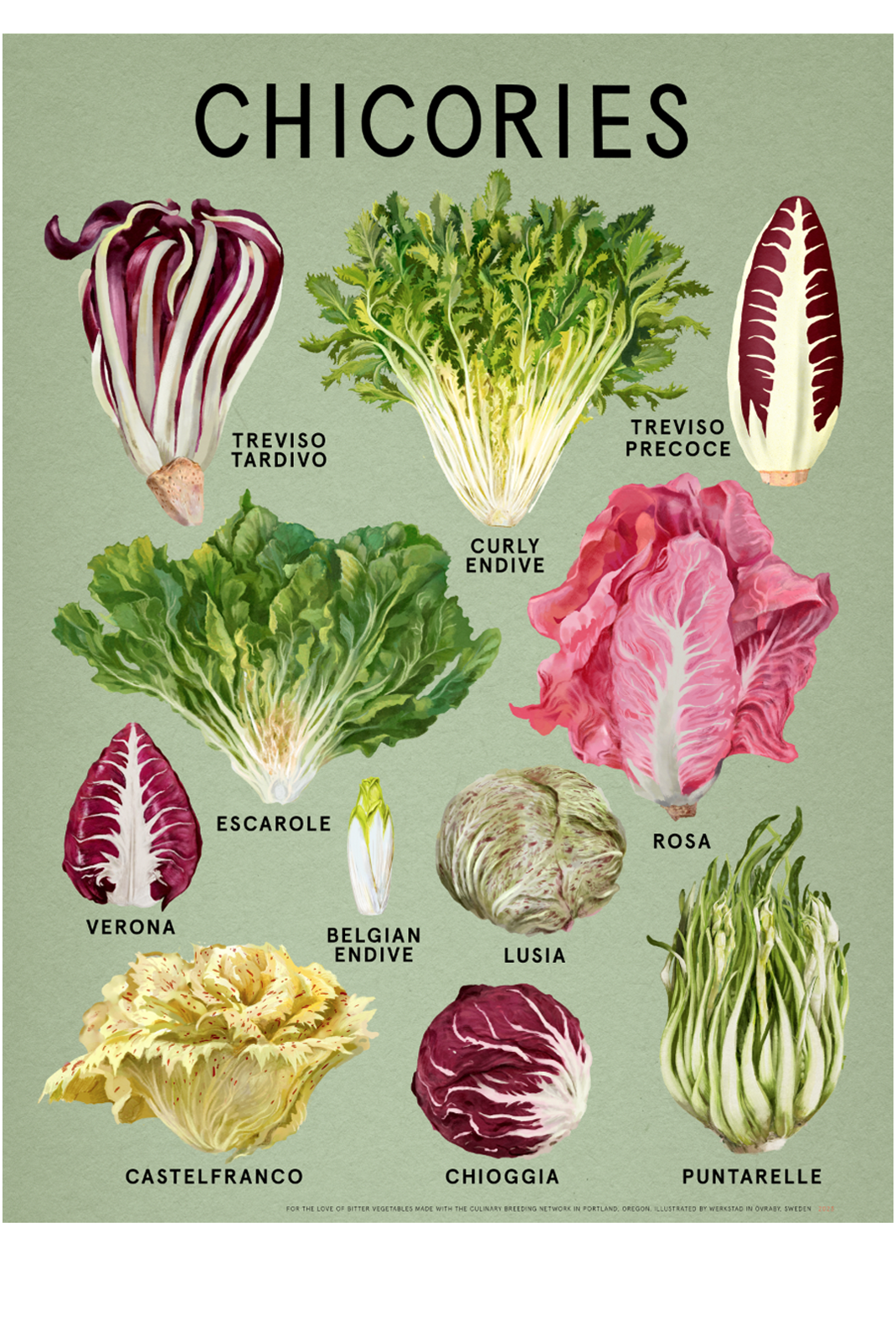 Chicories poster 18"x24" Fine Art Print