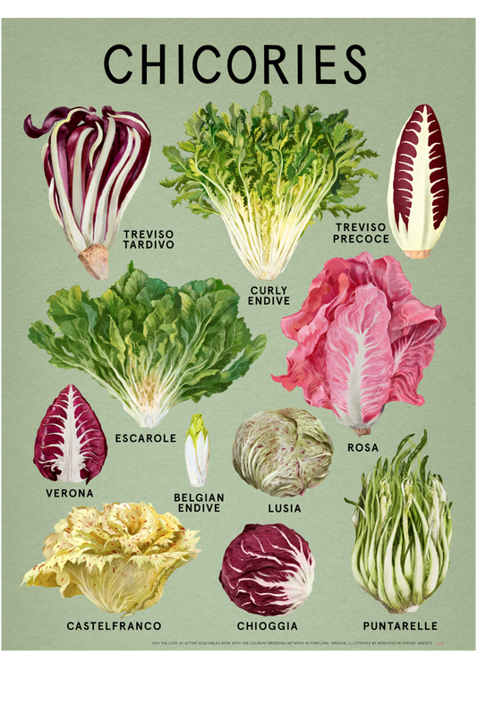 Chicories poster 18"x24" Fine Art Print