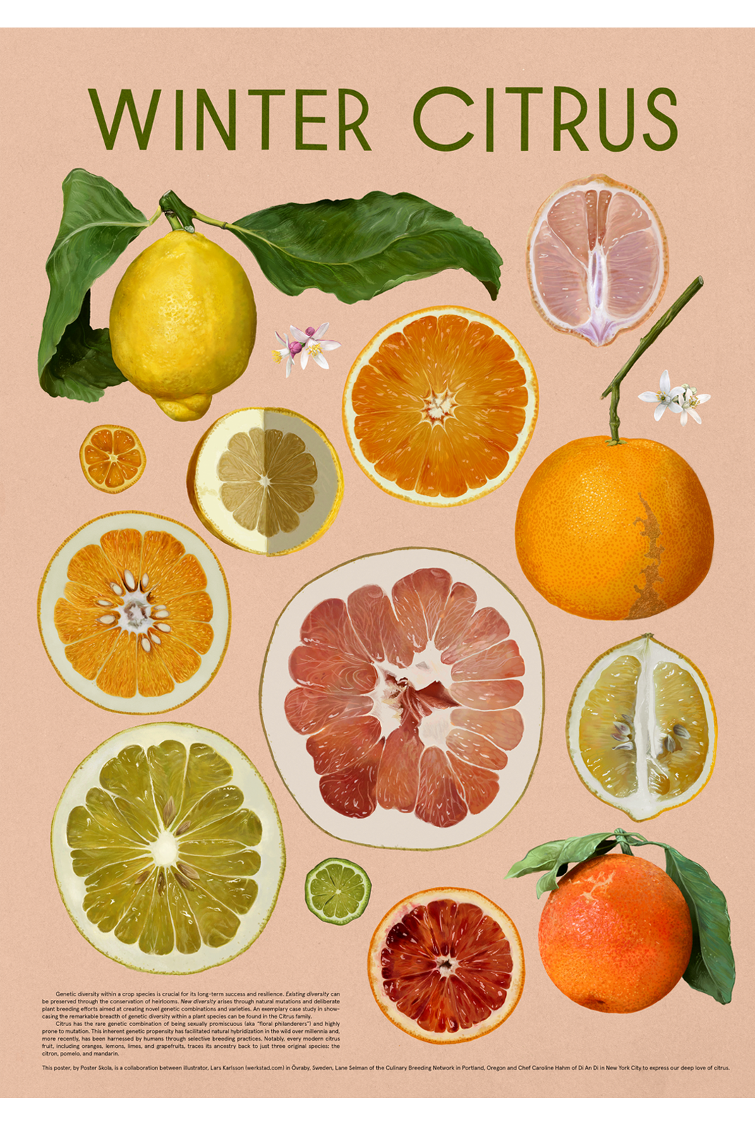 WINTER CITRUS Fine Art Print (*large format)