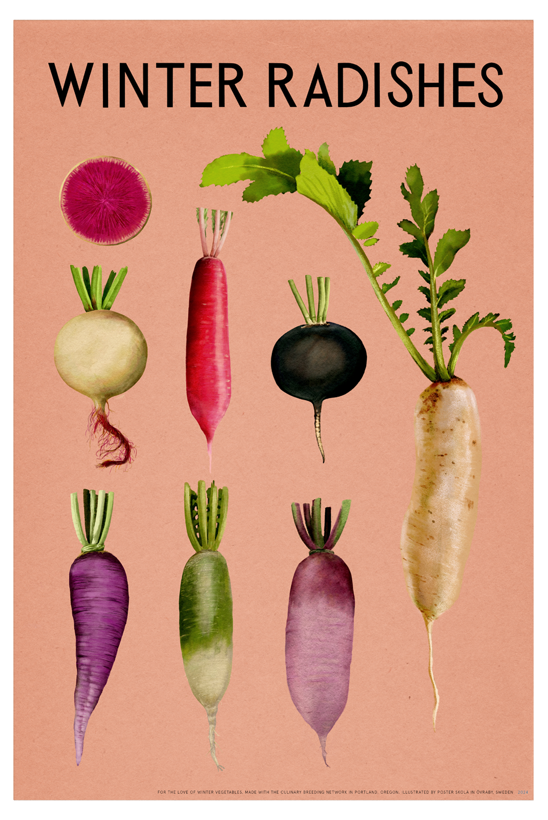 Winter Radishes Fine Art Print